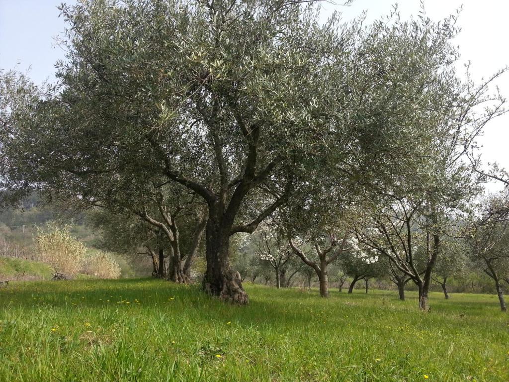 Al Merlo Olivo, Rural Istrian House Buje Extérieur photo